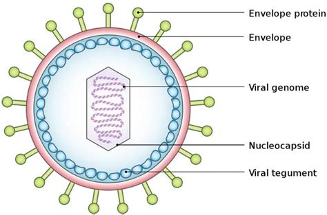 Virus Structure Forms Of Viruses Virus Structure Types Virus Life