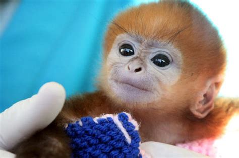 Francois Langur Funny Name Cute Monkey Baby Animal Zoo