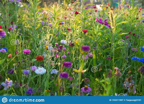 Meadow Of Flowers In Alsace In France Stock Image Image Of Full