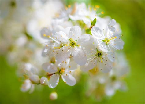 White Flowers On A Fruit Tree On Nature Stock Photo Image Of Cherry