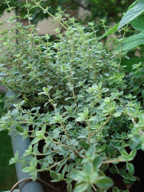 Types Of Thyme Plants Varieties Of Thyme For The Garden Dummer ゛☀