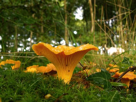 We, as a whole family love mushrooms. Chanterelle - Simple English Wikipedia, the free encyclopedia