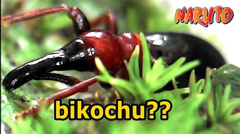 Mirip Bikochu Naruto Zoom Kumbang Mikroskopis Pemakan Lumut Youtube