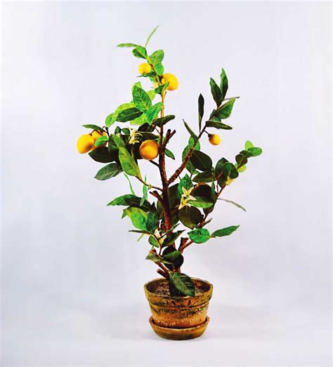 Orange Tree In A Container Grow And Care For Potted Orange