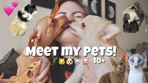 Meet My Pets 🐶🐱🐭 Youtube