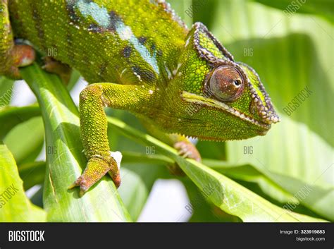Closeup Chameleon Image And Photo Free Trial Bigstock