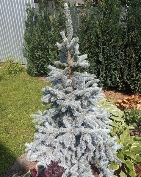 How To Make Blue Spruce Grow Faster World Of Garden Plants