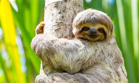 6 Fast Fun Facts You Didn’t Know About Sloths Wanderlust