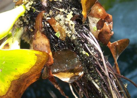 Koi are known for scattering their eggs and depositing them on the pond floor or in plants. Eric's Koi Pond Biofilter Page