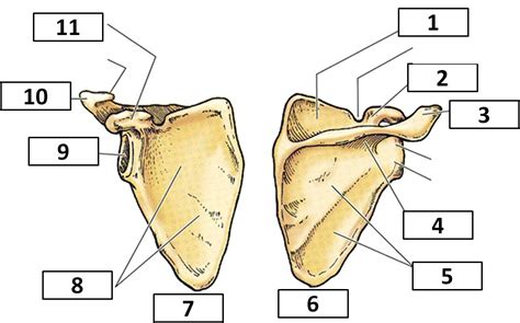 Flashcards Aandp Block 6 Scapula 1 2 Studyblue