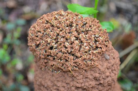 Mission Madikeri 3 Ant Colony Inside Coffee Plantation ~ Indian