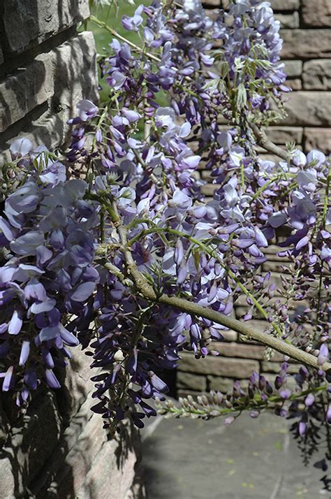 Later blooming and less vigorous than wisteria floribunda and wisteria sinensis, with thinner stems; Cooke's Purple Chinese Wisteria (Wisteria sinensis 'Cooke ...