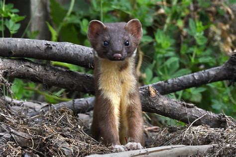 Suzys Animals Of The World Blog The Long Tailed Weasel