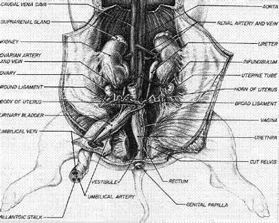 The vermiform appendix is a fine tube, closed at one end, which leads from the caecum. Endocrine Anatomy