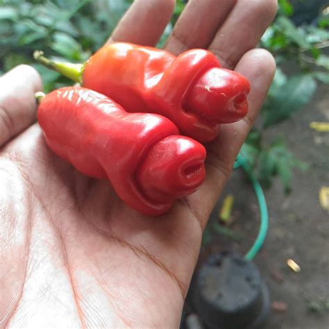 Bibit tanaman hias, bibit tanaman buah, bibit tanaman obat, diletakkan di area terbuka dan ditanam menggunakan pot. Jual Cabe Hias Jogja | Tanaman, Unik, Warna
