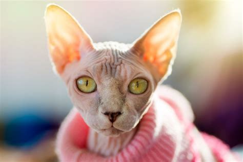 Sphynx Cat Cat Breed Profile Characteristics And Care Tips Enjoy