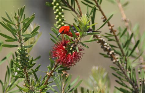 Scarlet Honeyeater Birds In Backyards