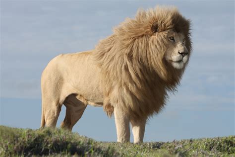 Leão Branco Está Entre Os Animais Quase Extintos Da Natureza