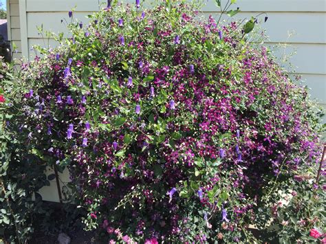 Maybe you would like to learn more about one of these? Clematis Sweet Summer Love in the Northland Rosarium ...