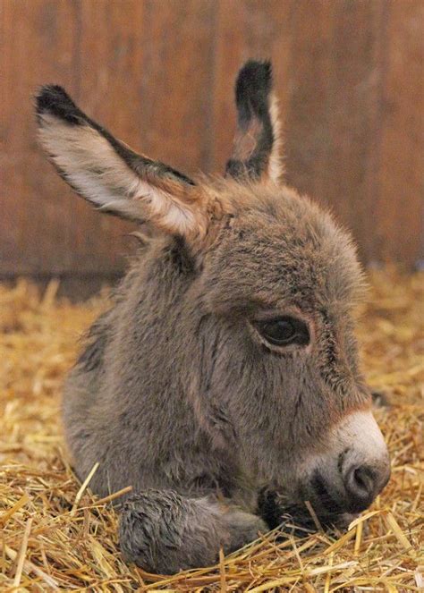 We Had A Baby Mini Donkey On Our Farm His Name Is Opie Funny Animals