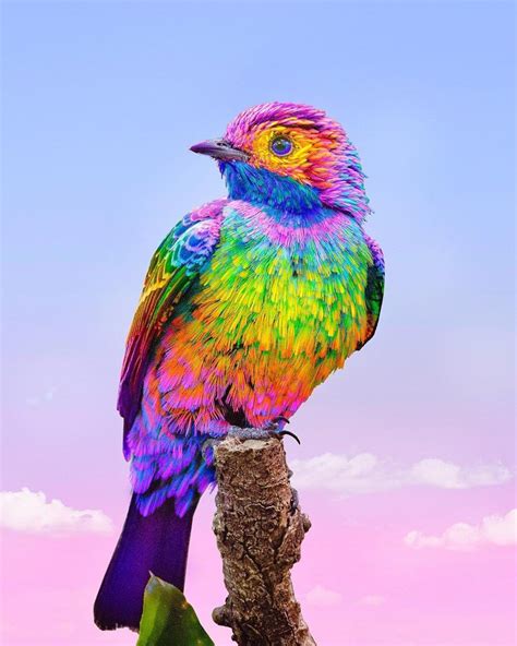 Animals The Magnificent Rainbow Makeover Edition Animals Beautiful