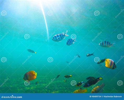 Underwater Landscape With Tropical Fishes Sunny Undersea Scene With