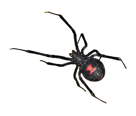 Black Widow Spider Facts Black Widow Spider Control Terro®