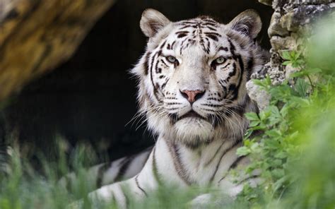 Download Wallpaper 1680x1050 White Tigress Tiger Pose Big Cat