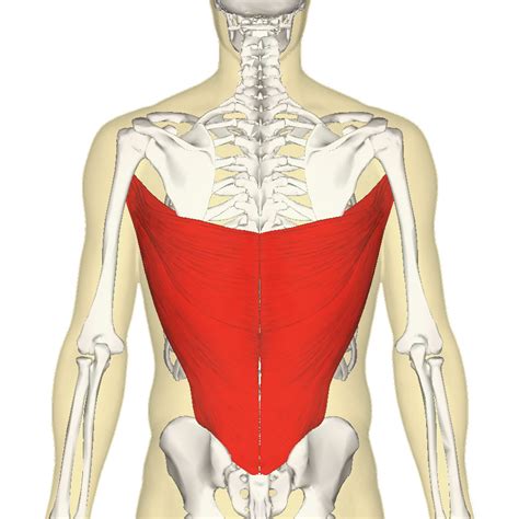 Any damage or injury to this muscle can have a domino effect. Latissimus dorsi - the triangle muscle - Different