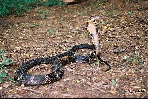 Snakes Indian King Cobra Snake