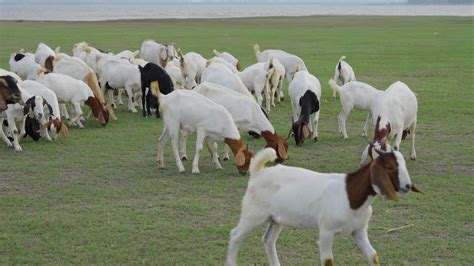 Group Of Goats Eating Grass In Green Meadow 7761658 Stock Video At Vecteezy