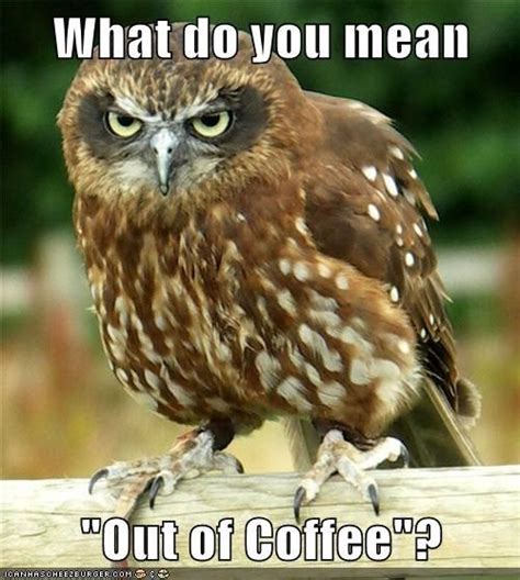 I Can Has Cheezburger Angry Angry Funny Owl Pictures Funny Owls