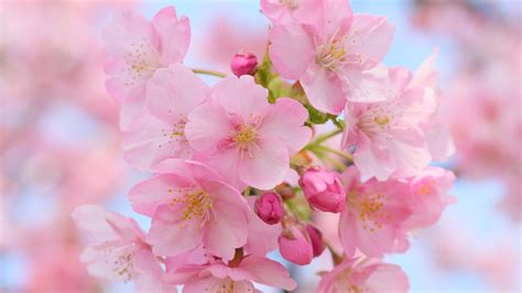 Pink Cherry Blossom 1920 X 1080 Hdtv 1080p Wallpaper