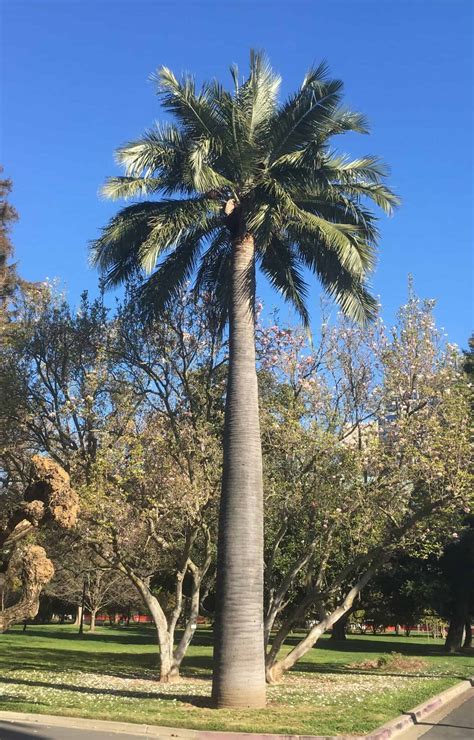 9 Incredibly Hardy Palm Trees For Zone 8 Zone Hardy Palms