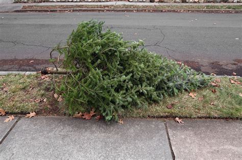 How To Dispose Of Your Old Christmas Tree In Nyc Curbed Ny