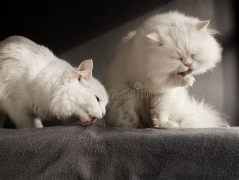 Two White Cats Stock Photo Image Of Cute Funny Purebred 38354340