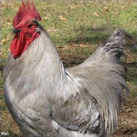 Lots of pure wyandottes and lots of wyandotte crossed with ameracauna. Lavender Orpington Rooster. | Pet chickens, Fancy chickens ...