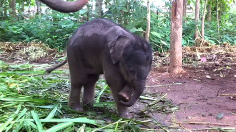 Smaller babies may be delivered by stork but the heavier ones need a crane. Cute baby elephant playing with trunk - YouTube