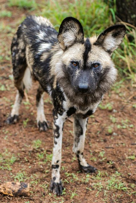 Free Stock Photo Of African Wild Dog Endangered Species Safari