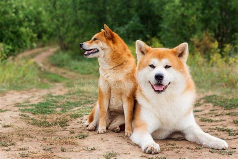 Two Japanese Dogs Akita Inu And Shiba Inu Stock Image Image Of