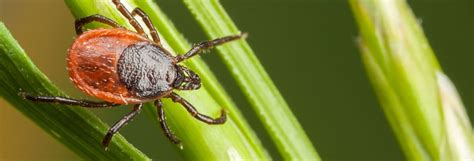 Quiz Protect Yourself Against Ticks Consumer Reports