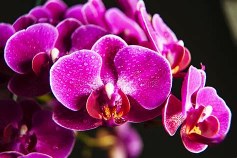 Lilac Orchid Bouquet Of Orchids Water Drops On Petals Stock Photo