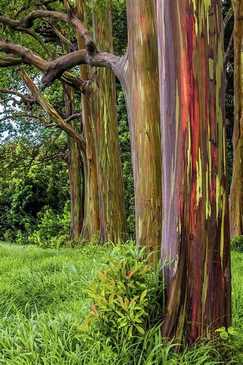 Landscape Photograph Rainbow Eucalyptus After The Storm Maui Hi By