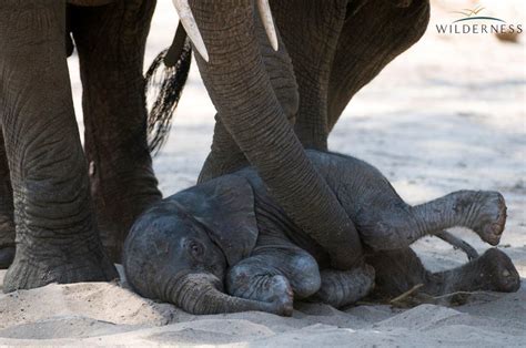 Playful Baby Ele Animals Elephant My Favorite