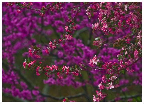 On White Oklahoma Red Bud And Crabapple By Hz536ngeorge Thomas Large