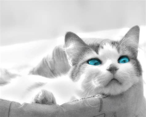 Gato Ojos Azules Cat With Blue Eyes Cats Kitten Breeds