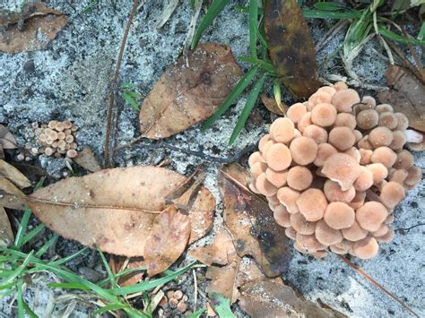 North Florida Wild Mushroom Id These Look Really Cool Mushroom