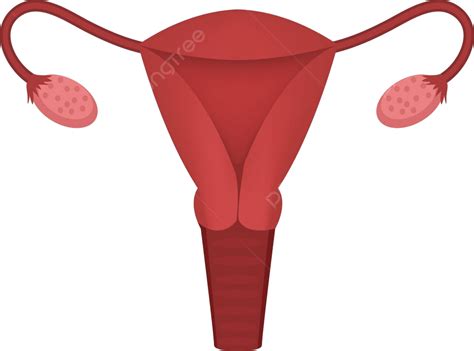 Flat Icon Of Female Reproductive System And Organs On White Vector