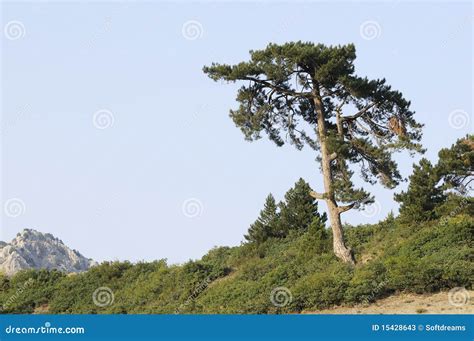 Single Pine Tree Stock Image Image Of Outdoors Pine 15428643