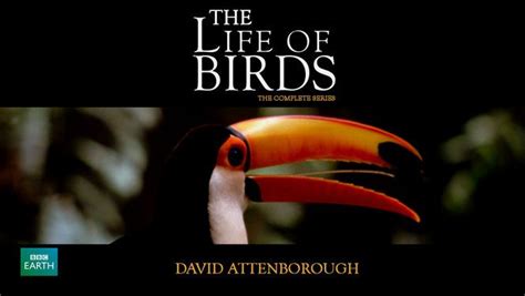 The Life Of Birds David Attenboroughs Documentary Series Is The